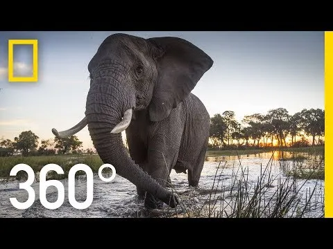 Elephant Encounter in 360 - Ep. 2 | The Okavango Experience